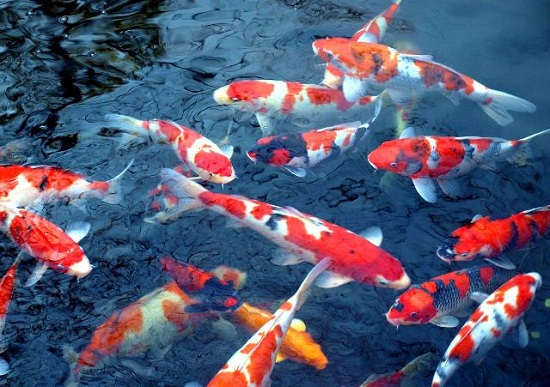 /ca-chep-koi