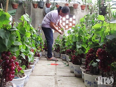 /nhoninhthuan
