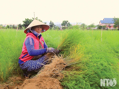 /nong-nghiep