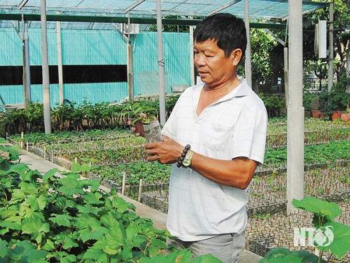 /uom-thanh-cong-giong-nho
